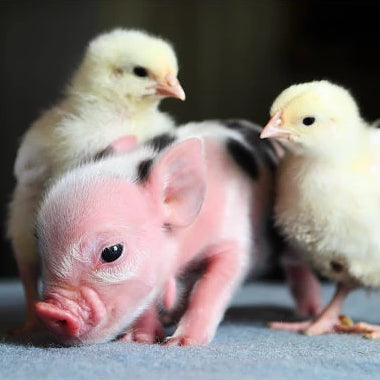 Pig and Two Chickens
